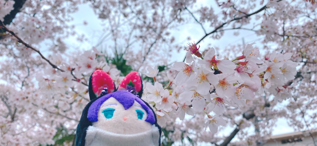 「また桜みにきてしまった。今日はもちちゃんも一緒に。桜…まだそばに居て… 」|ちょり🌸のイラスト