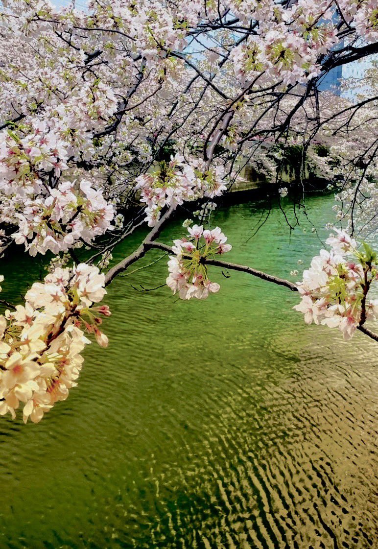 mindful_himiko's tweet photo. 【味わう】
満開の桜をただ「見る」のは勿体ない。時々立ち止まり、見上げてじっくり「味わう」のがオススメ。
6秒間🌸を「味わう」だけで、脳のスイッチが切り替わり、頭の中がしずまります。
#カウンセラー 
#マインドフルネス https://t.co/xS9ykbQCWA