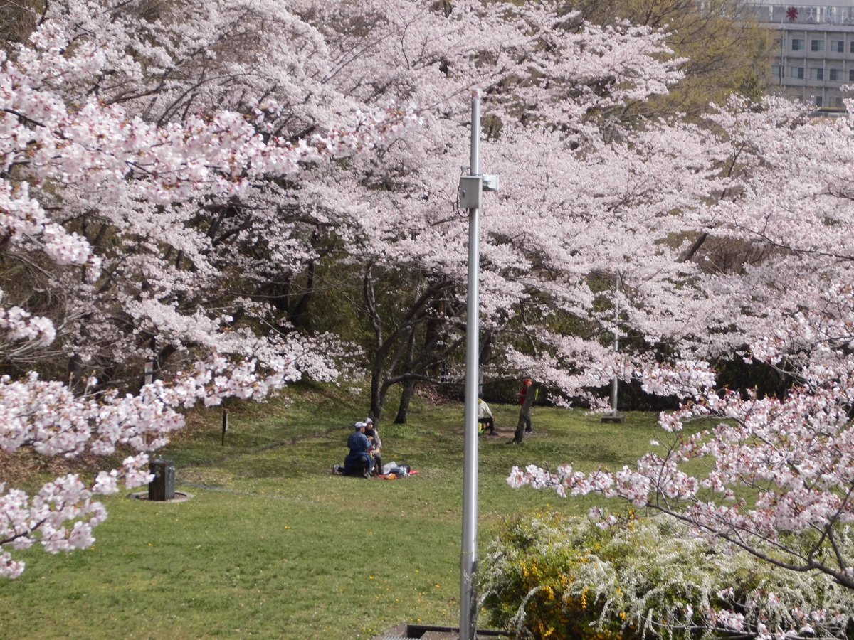 〈水辺の里〉や〈桜木の里〉の桜は満開となっております。
＃錦織公園
#桜
