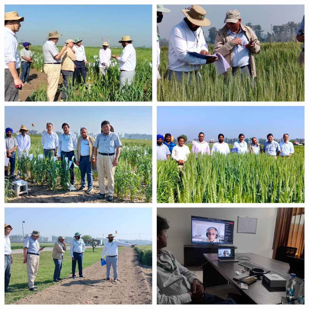 BISA__India's tweet photo. #BNIwheat Recently, scientists from @jircas_direct visited CIMMYT- BISA research farms where several elite wheat varieties carrying BNI – trait are undergoing field evaluations. Read more about this next generation wheat on BISA POST https://t.co/c2eszGUoIp https://t.co/IjwCIdTrWY