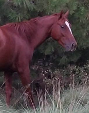 DFreijido's tweet photo. Cabeza correcta
#poloponies #stallion #polopony #horses #horsepolo https://t.co/QPjfCBcQBy