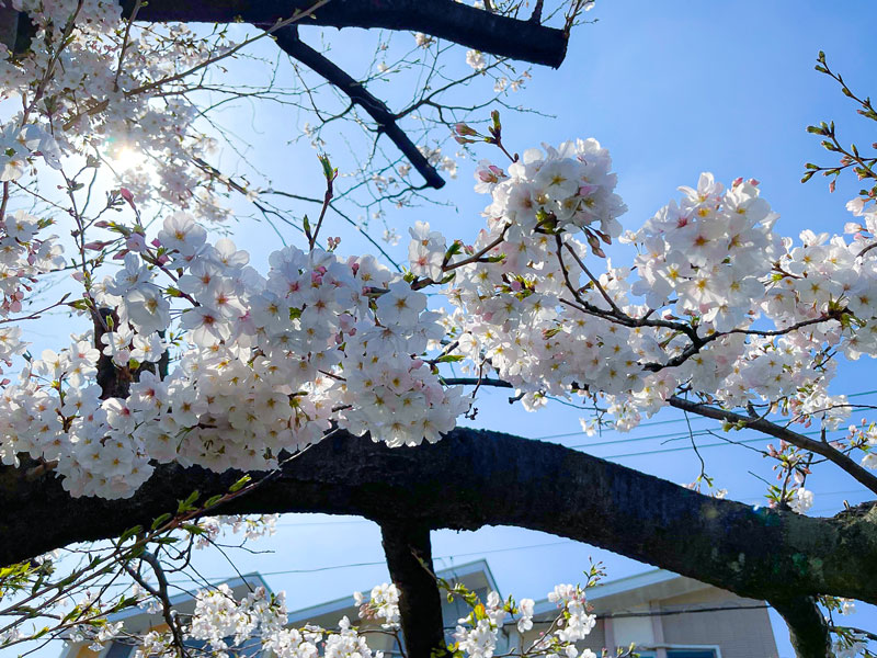 moderatescene's tweet photo. 2023年3月27日
川崎は晴れ🌞

昨日まで雨でしたが、
桜はまだきれいに咲いています。

お花見したいな～🌸🌸

#企業公式が地元の天気を言いあう
#企業公式春のフォロー祭り 
#おいしい花見弁当 https://t.co/pjFBfwMll2