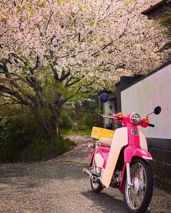 桜の日は天気の子カブでお散歩🥰 