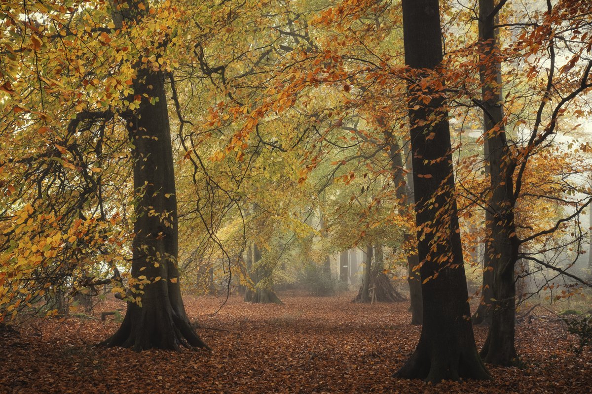 GM all and is it really Monday already! Here's some autumnal delights to start your day! Taken in Barnes's Grove, Bucks last November. Can't believe we are nearly e months into this year already. Have a great day all. #trees #woodland #NaturePhotography <a href="/ThePhotoHour/">#ThePhotoHour</a> <a href="/OPOTY/">Outdoor Photography</a>