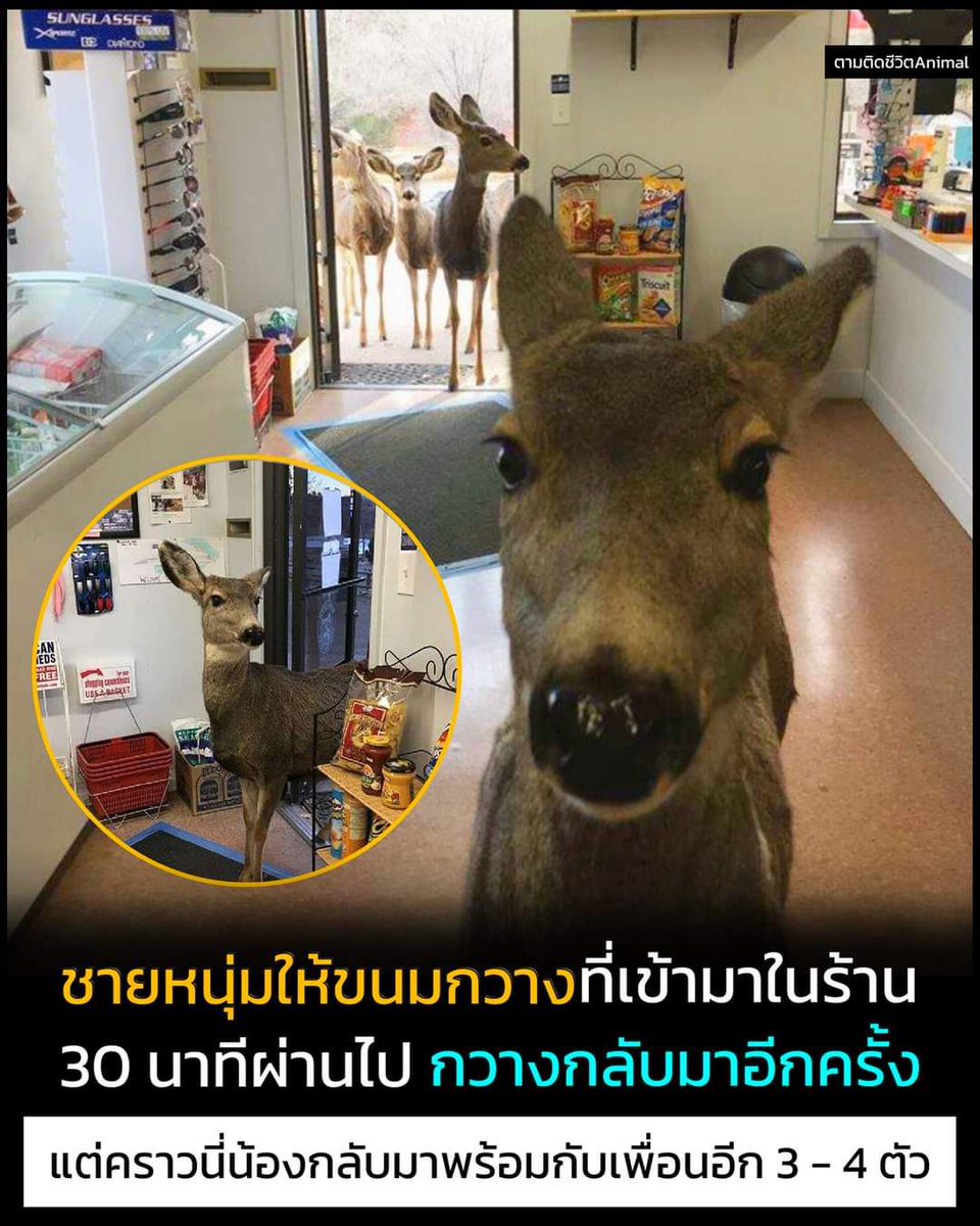 เอ็นดู 
cr: ตามติดชีวิตanimal