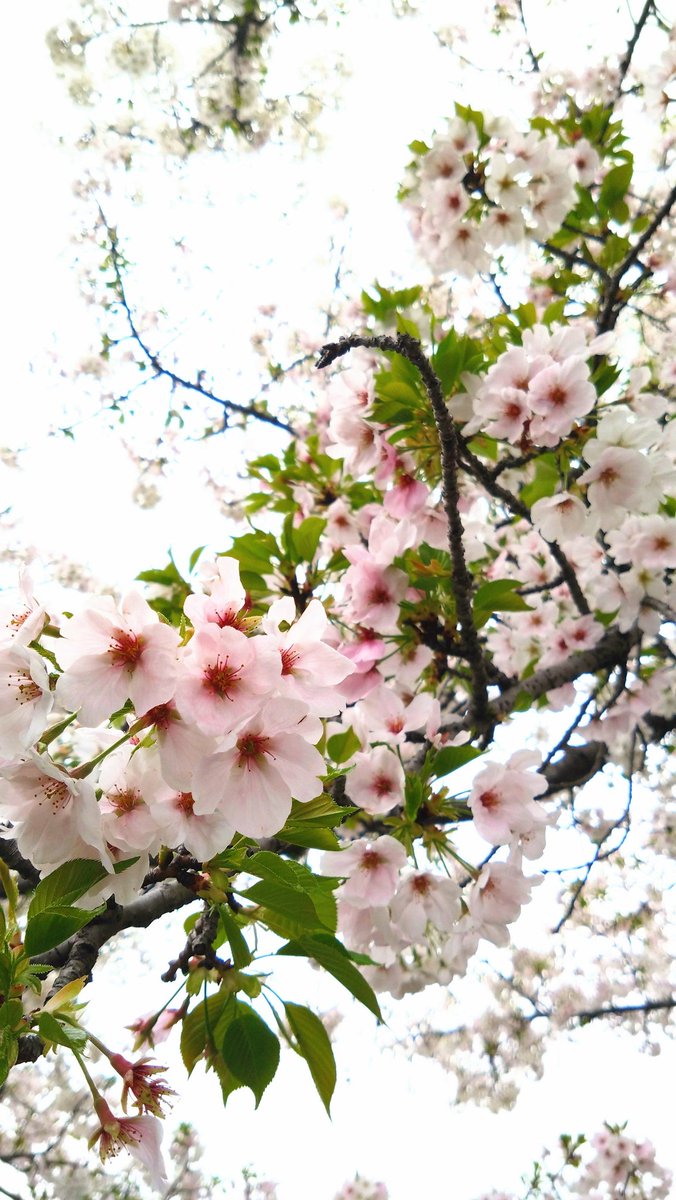 「バイク点検に預けた帰りは徒歩なんで河川の桜鑑賞しながら帰宅緑混じりの桜が好き昨年」|ちんぷい 🦁🐾のイラスト
