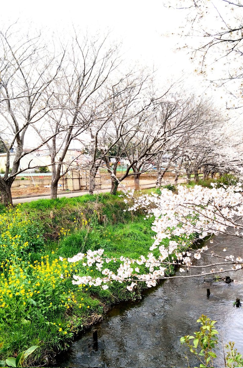 「バイク点検に預けた帰りは徒歩なんで河川の桜鑑賞しながら帰宅緑混じりの桜が好き昨年」|ちんぷい 🦁🐾のイラスト