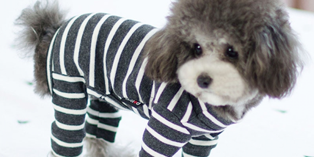 Herpetscom's tweet photo. Striped Fur Dog Pajamas https://t.co/BEmdNuViEI 

#shoppingonline #yocollection

💥https://t.co/BEmdNuViEI https://t.co/Y1pxA95Kad