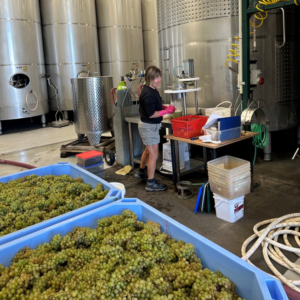 It is all go in the winery! Fruit arriving, and sampling grapes to ascertain the brix level! Jane as always is getting stuck in...🍇🧤