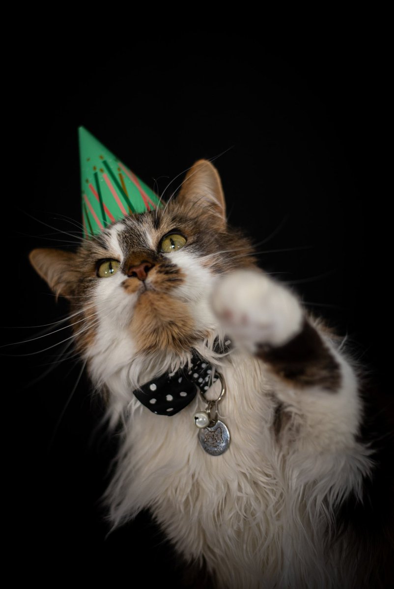 kalbeen's tweet photo. March 26th is Momo’s Adoptiversary! It’s been three years with the bebe so here’s a photoshoot I did of him today 🥰🥰🥰 https://t.co/A2HnWv8pNJ