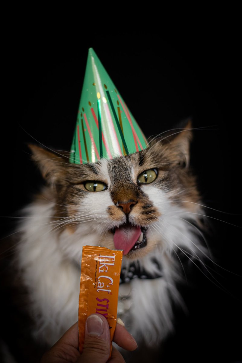 kalbeen's tweet photo. March 26th is Momo’s Adoptiversary! It’s been three years with the bebe so here’s a photoshoot I did of him today 🥰🥰🥰 https://t.co/A2HnWv8pNJ