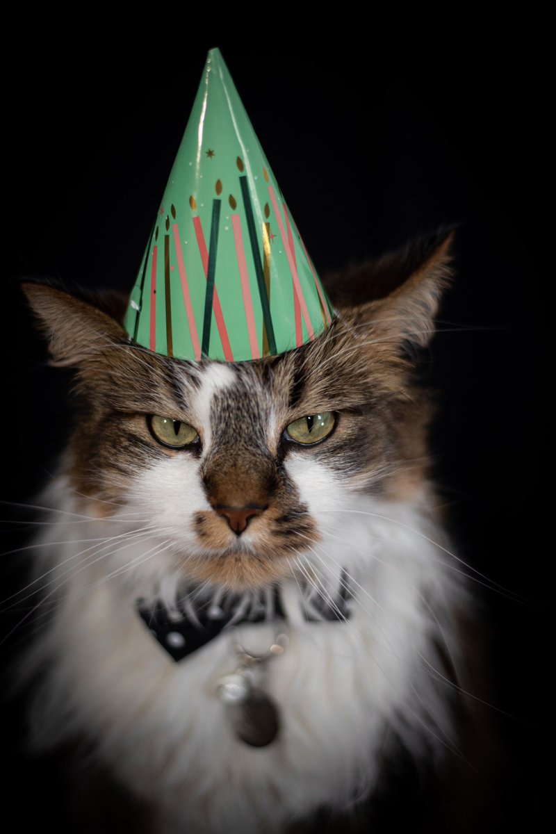 kalbeen's tweet photo. March 26th is Momo’s Adoptiversary! It’s been three years with the bebe so here’s a photoshoot I did of him today 🥰🥰🥰 https://t.co/A2HnWv8pNJ