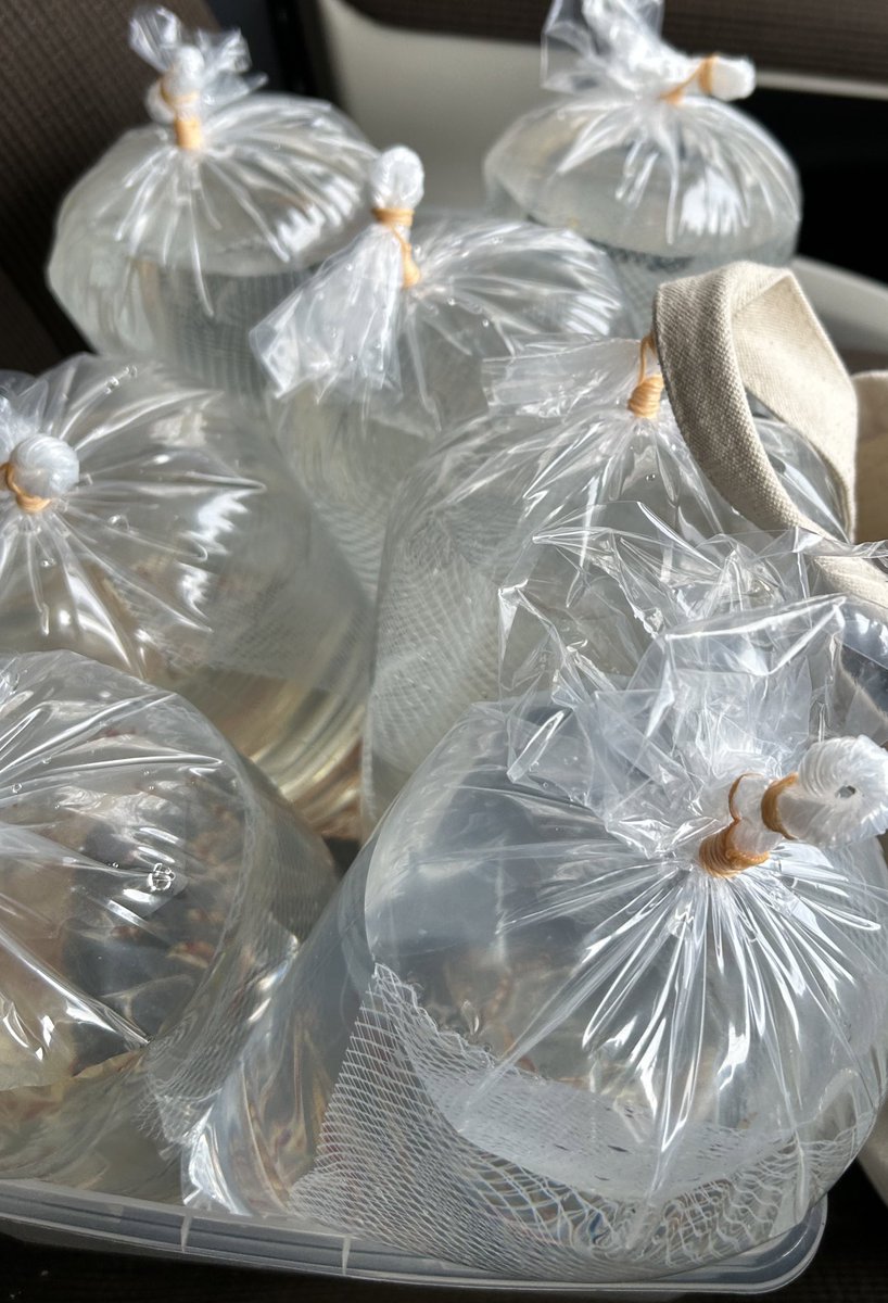 Sweet_Lab24's tweet image. さくらの日🌸

久々に🙆‍♂️