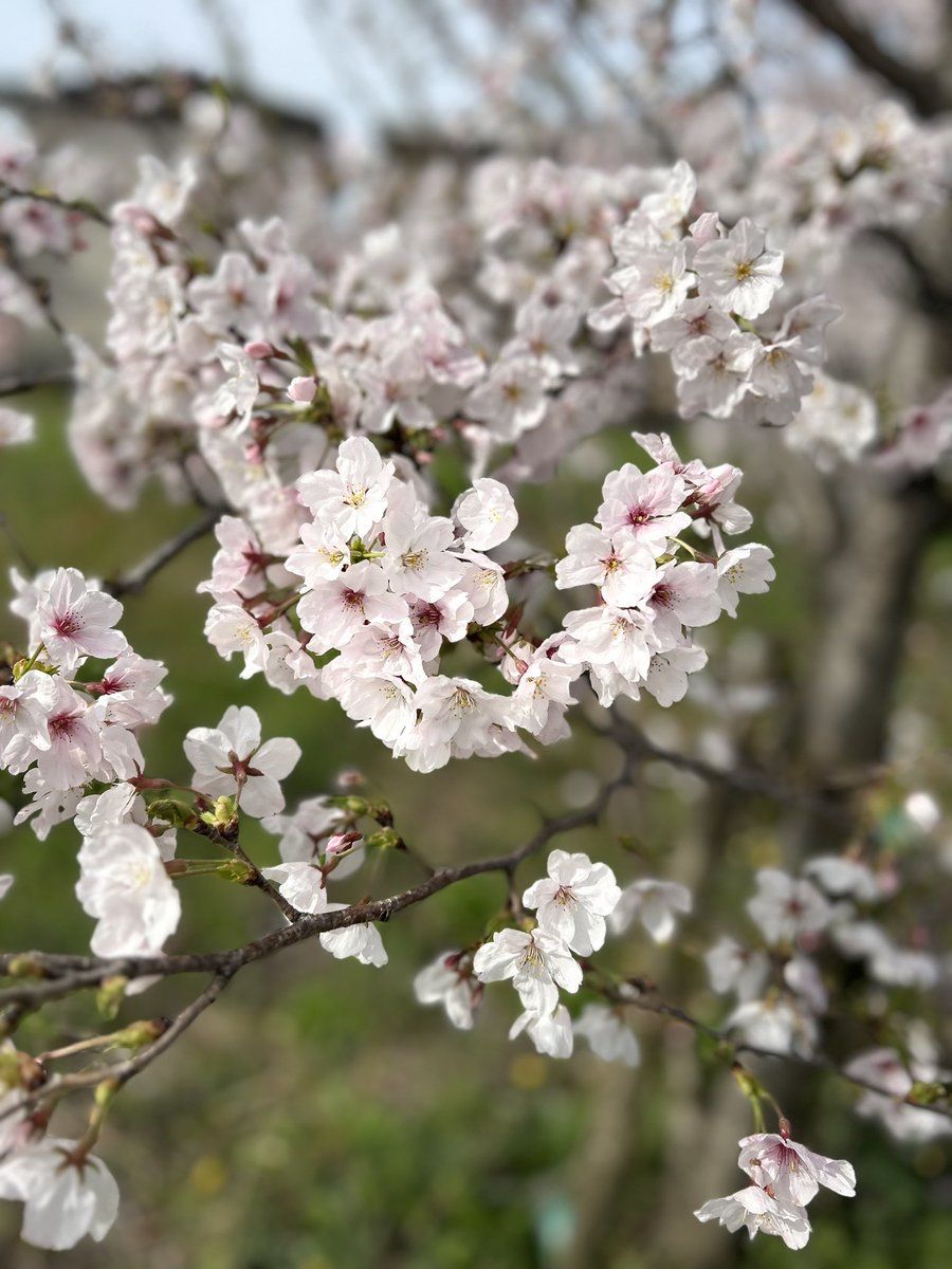 Sweet_Lab24's tweet image. さくらの日🌸

久々に🙆‍♂️