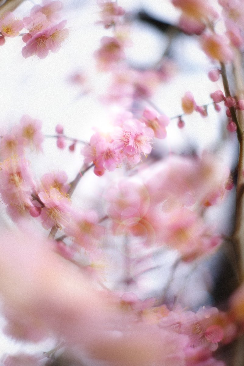 tsuna_karistyle's tweet photo. 【巡】

何度、
春をくぐったんだろう。
遥かむかし
何人もの私らとともに
見る桜だと
感じてしまった^_^

#オールドレンズ倶楽部 #オールドレンズ #oldlens #xt30 #fujifilm_xseries #Fujifilm #supertakumar #tsunagiya #自然光 #ふぉと #オールドレンズ好きな人と繋がりたい #お家の近所 #遊歩道 https://t.co/QWzgHhArn3