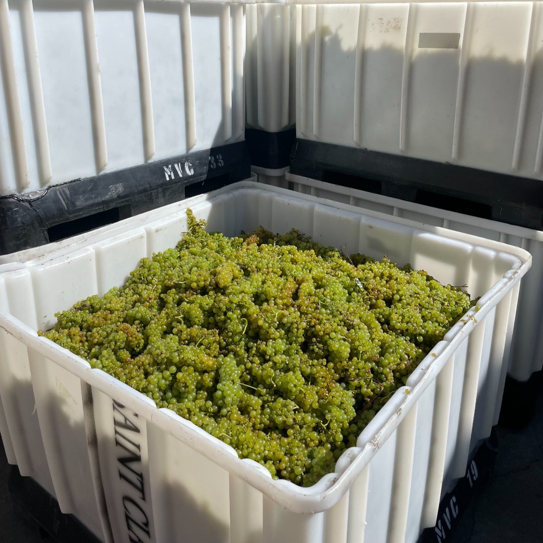 saintclairwine's tweet photo. Omaka Reserve Chardonnay - Handpicked grapes have arrived at the winery and are ready for the press! 🥂 #NZV23 #V23 #Chardonnay #Handpick https://t.co/w7xa1DVZcs