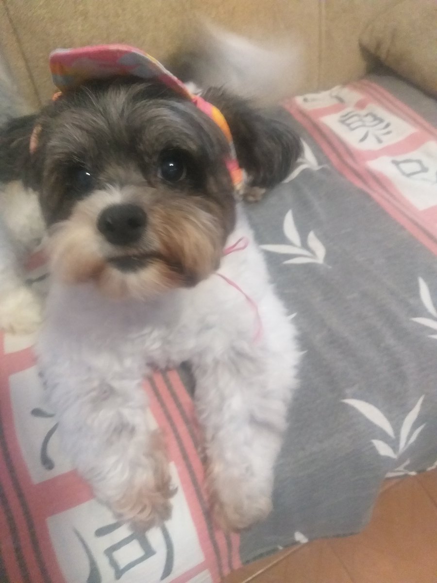 logabr__'s tweet photo. hoje a merry ganhou um boné https://t.co/x7VdldarqU