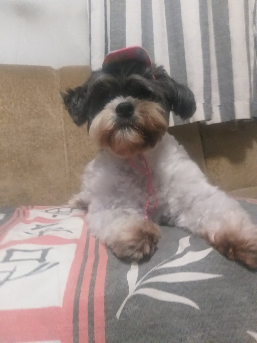 logabr__'s tweet photo. hoje a merry ganhou um boné https://t.co/x7VdldarqU