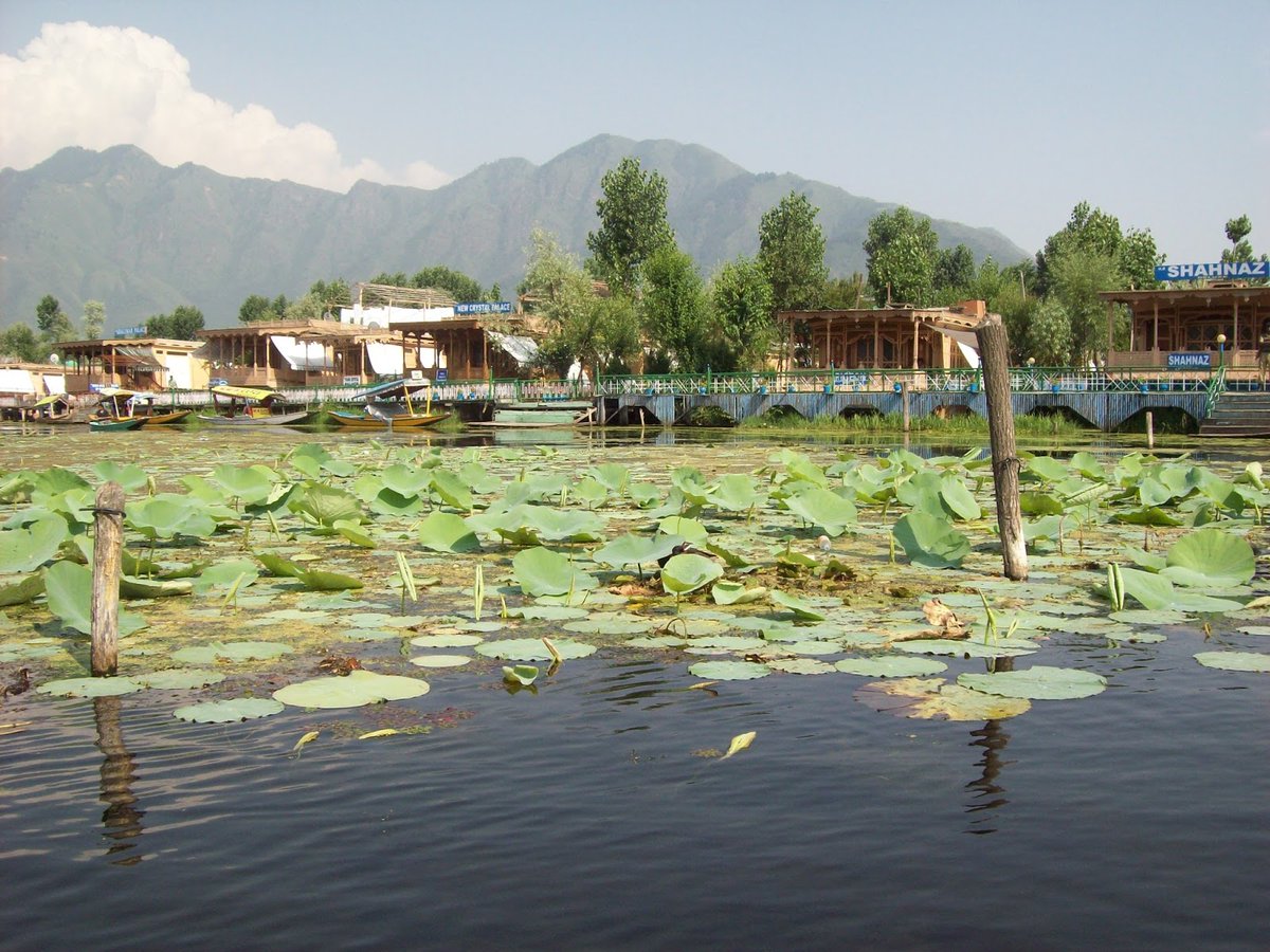 RisingKashmir's tweet photo. #Agri #dept #mulling to #distribute 15 lakh #lotus #seedlings this #year: Director
“#Lavender #cultivation in #Kashmir to be #improved in #coming #years”
Reports @SyedaRafiyah
@AgricultureKmr
@JkAgriculture
https://t.co/bw7gpzPtEc https://t.co/Kq09NfyWyR