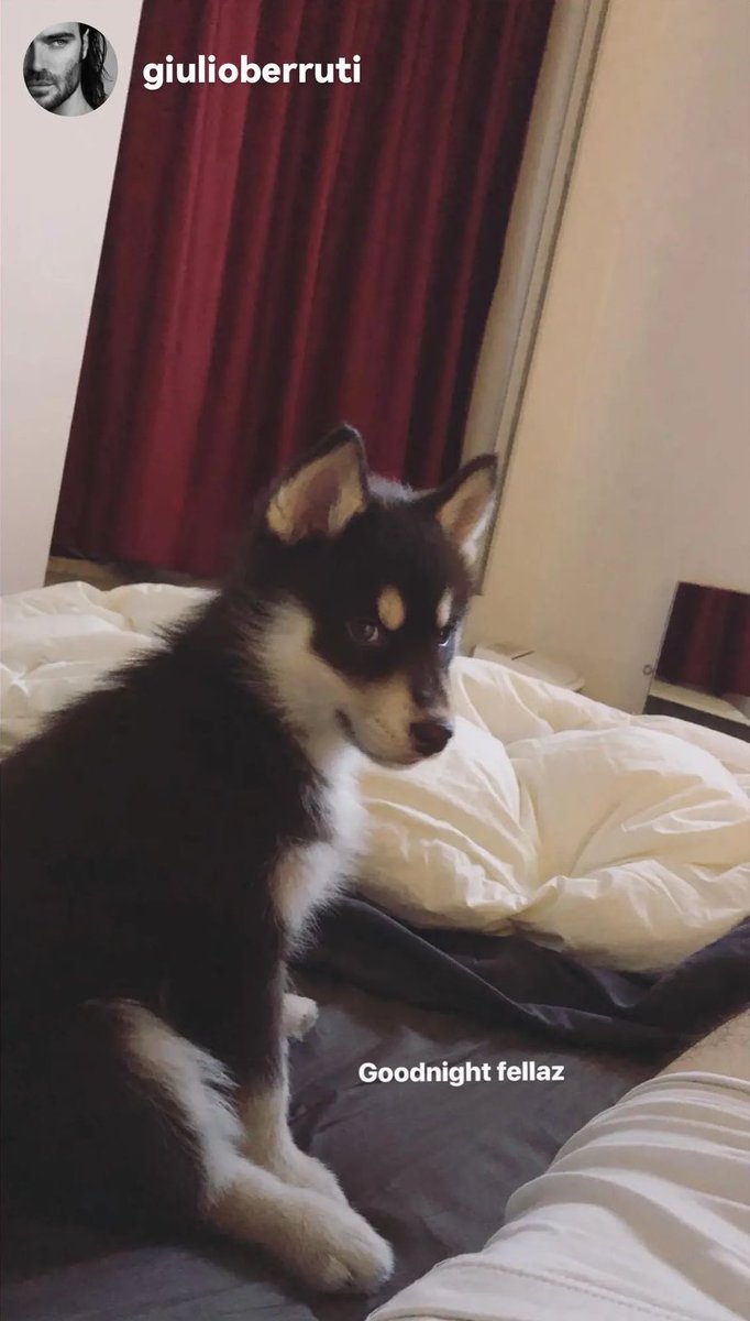 La preciosa Brown Brown en un recuero vía InstaStories de G 🥰❤️💙👑🐾
#Berrutifulfamily 
#BrowBrow