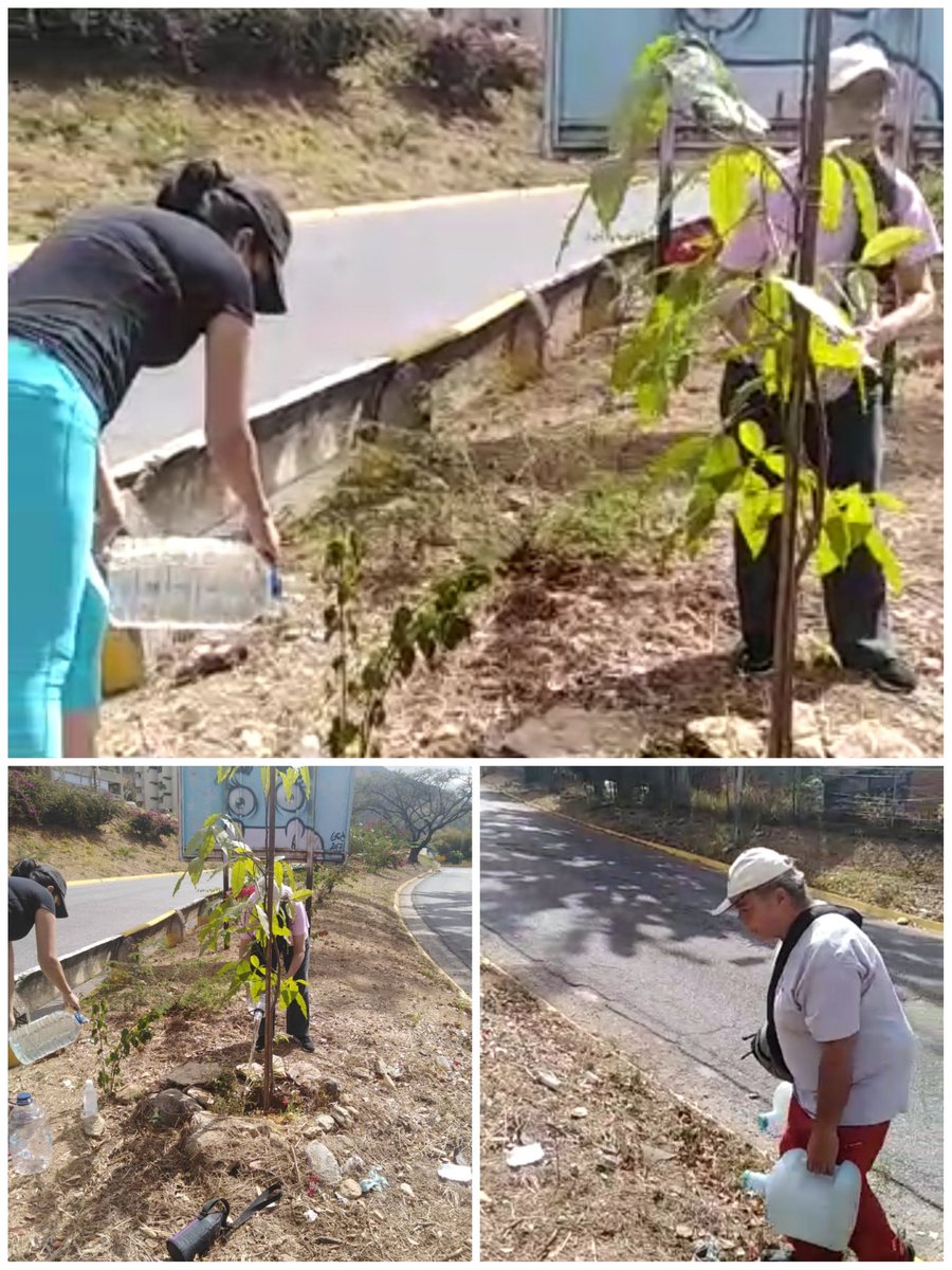asoamigos2k's tweet photo. Hoy domingo 26, vecinos de Los Dos Caminos, fuimos a cuidar nuestra hermosa mata de mamón. 
Sembrar y cuidar un árbol es ayudar a mejorar nuestro medio ambiente❤ https://t.co/6sO9TRByEf