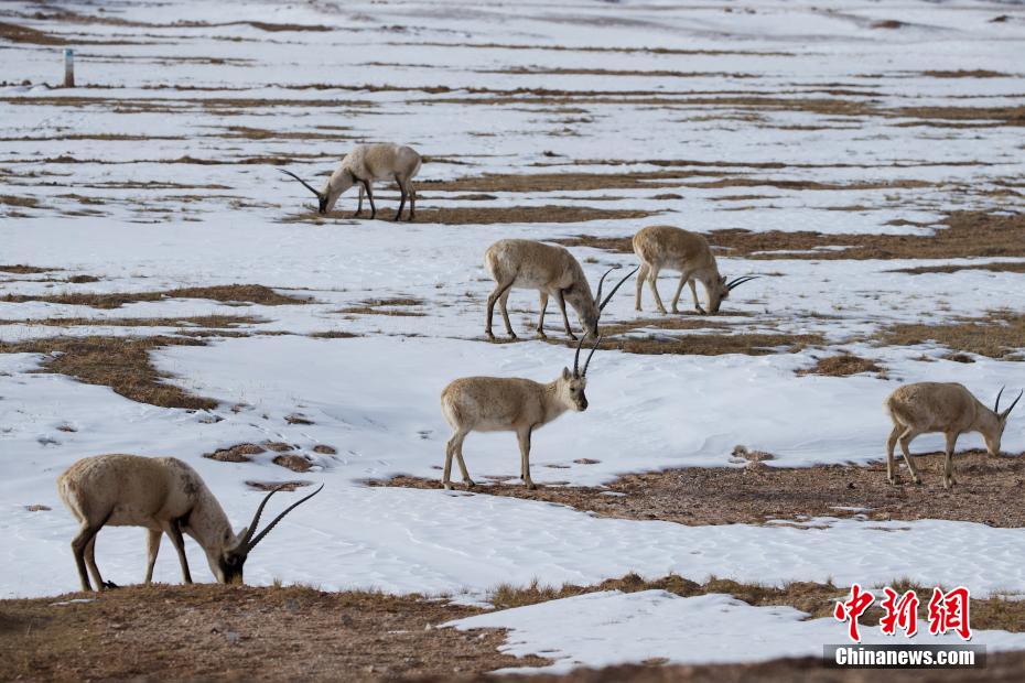 PDChina's tweet photo. Flocks of Tibetan antelopes are seen having fun and foraging at snow-covered land in Hoh Xil National Nature Reserve, a UNESCO Natural Heritage site in northwest China's #Qinghai Province. https://t.co/NLHfJFvXBu