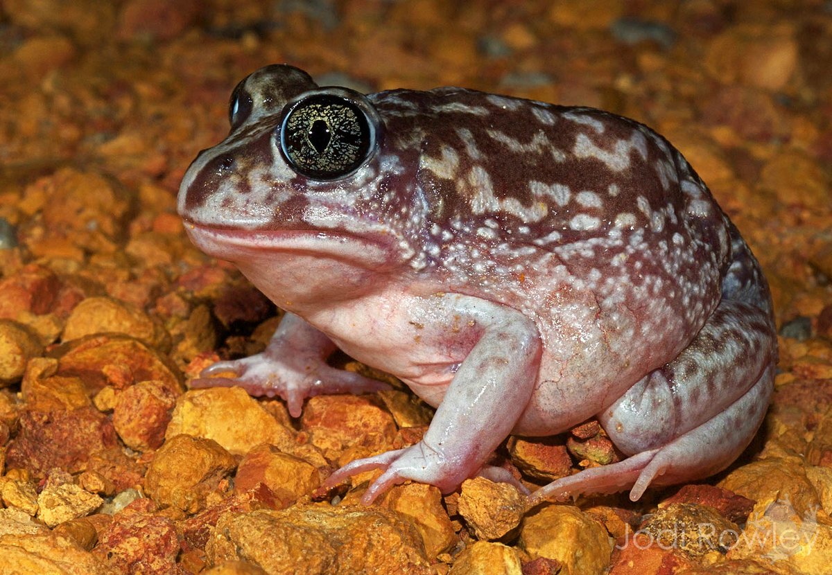 jodirowley's tweet photo. It's that time of year again! The Moaning #Frogs are calling like crazy in #Perth &amp; SW WA! 

If you hear a ghostly whooop in your backyard, please record it with the free @FrogIDAus app &amp; help better understand these awesome amphibians!

🐸WooooooOoooooooop WoooooooooOoooooop! 🐸 https://t.co/hLJlPcql2G