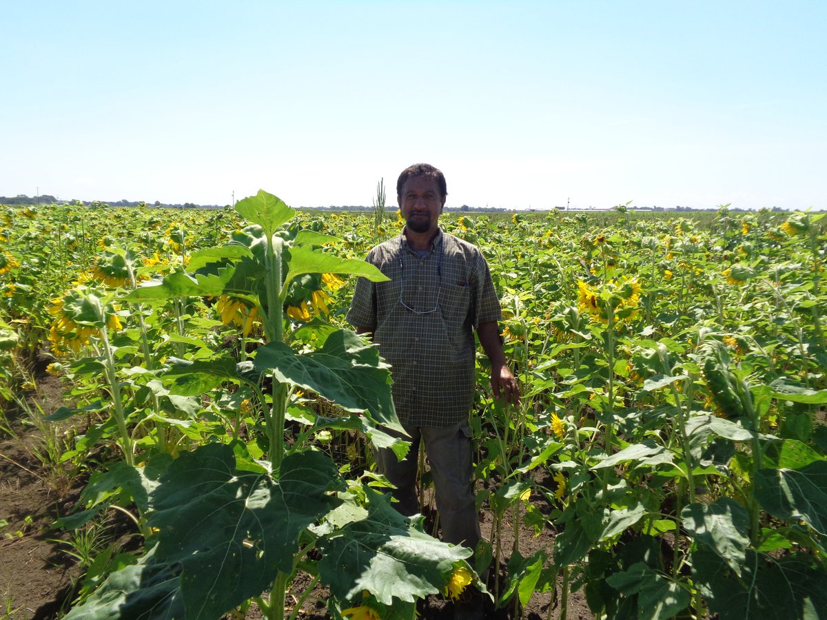 TBararpour's tweet photo. SUNFLOWERS Project
@MSU_AG , @MSUExtService , @MSUExtForestry https://t.co/Gtsj6duGuL