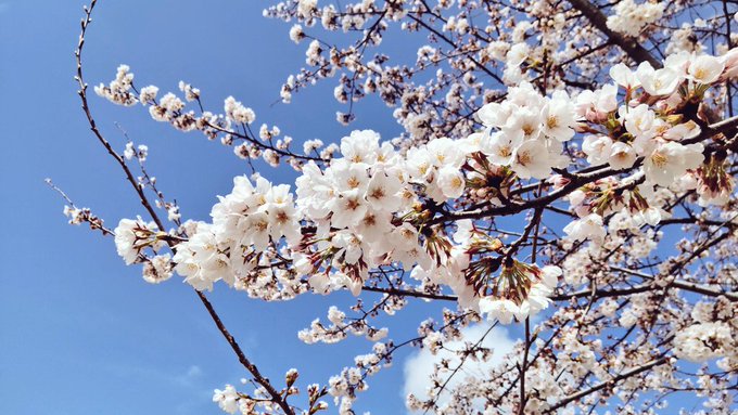 出張です 