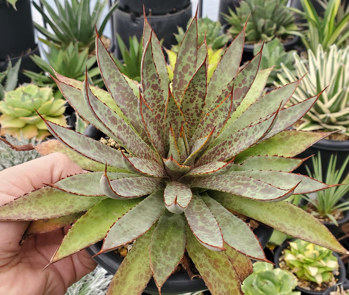 マンガベ パープルスポット マンフレダ×アガベ hyb 大株 6.5号鉢植え