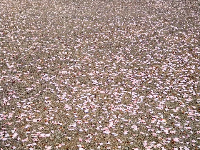 桜の続き。 