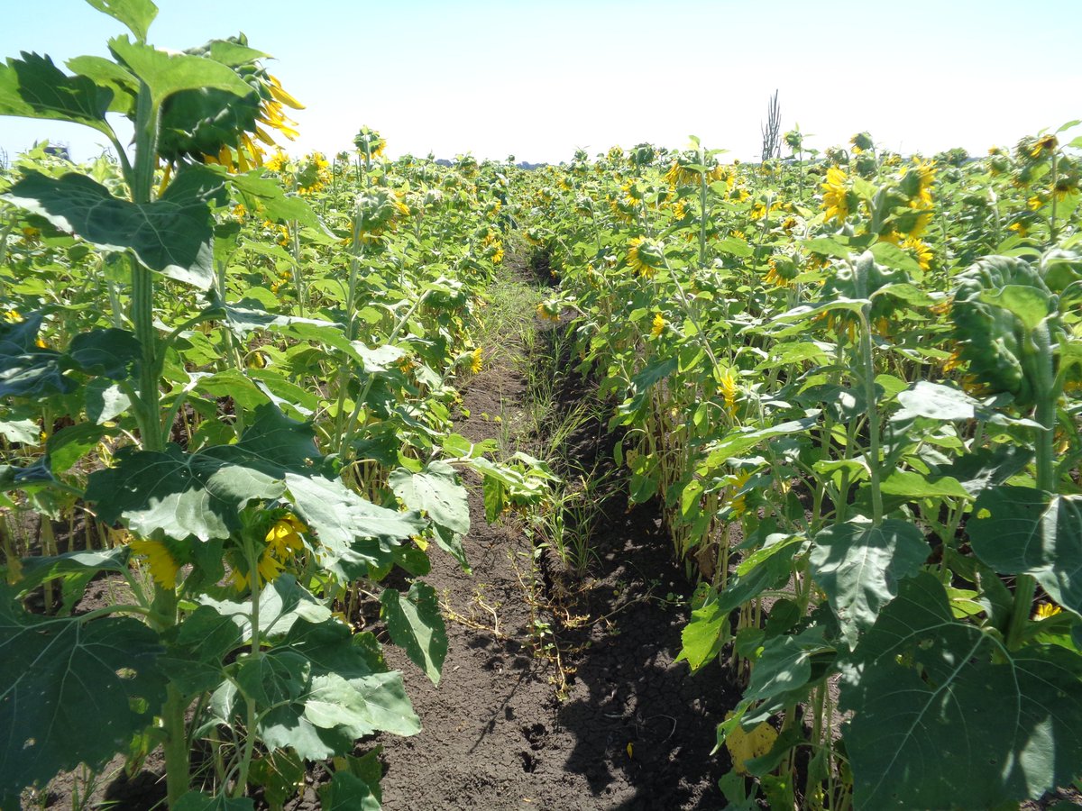 TBararpour's tweet photo. SUNFLOWERS Project
@MSU_AG , @MSUExtService , @MSUExtForestry https://t.co/Gtsj6duGuL