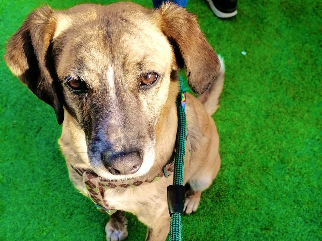 ilovedogs_vale's tweet photo. Pasan los días, las semanas, los meses y los años… Y tigrito, sigue en un hogar temporal pagado, sin poder encontrar una familia que lo ame y cuide sin dinero de por medio😞. Por favor les pido ayuda como tantas veces para juntar sus $20.000 semanales🙏🏻💜 RT /@canelapali https://t.co/udnhFIBfGC