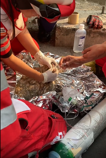 LaMultimedios's tweet photo. 3 unidades de la #CruzRojaMexicana fueron desplegadas para atender a los pacientes del #incendio que se generó en colonia #Juárez en la #CDDX https://t.co/0eisjaUU7u