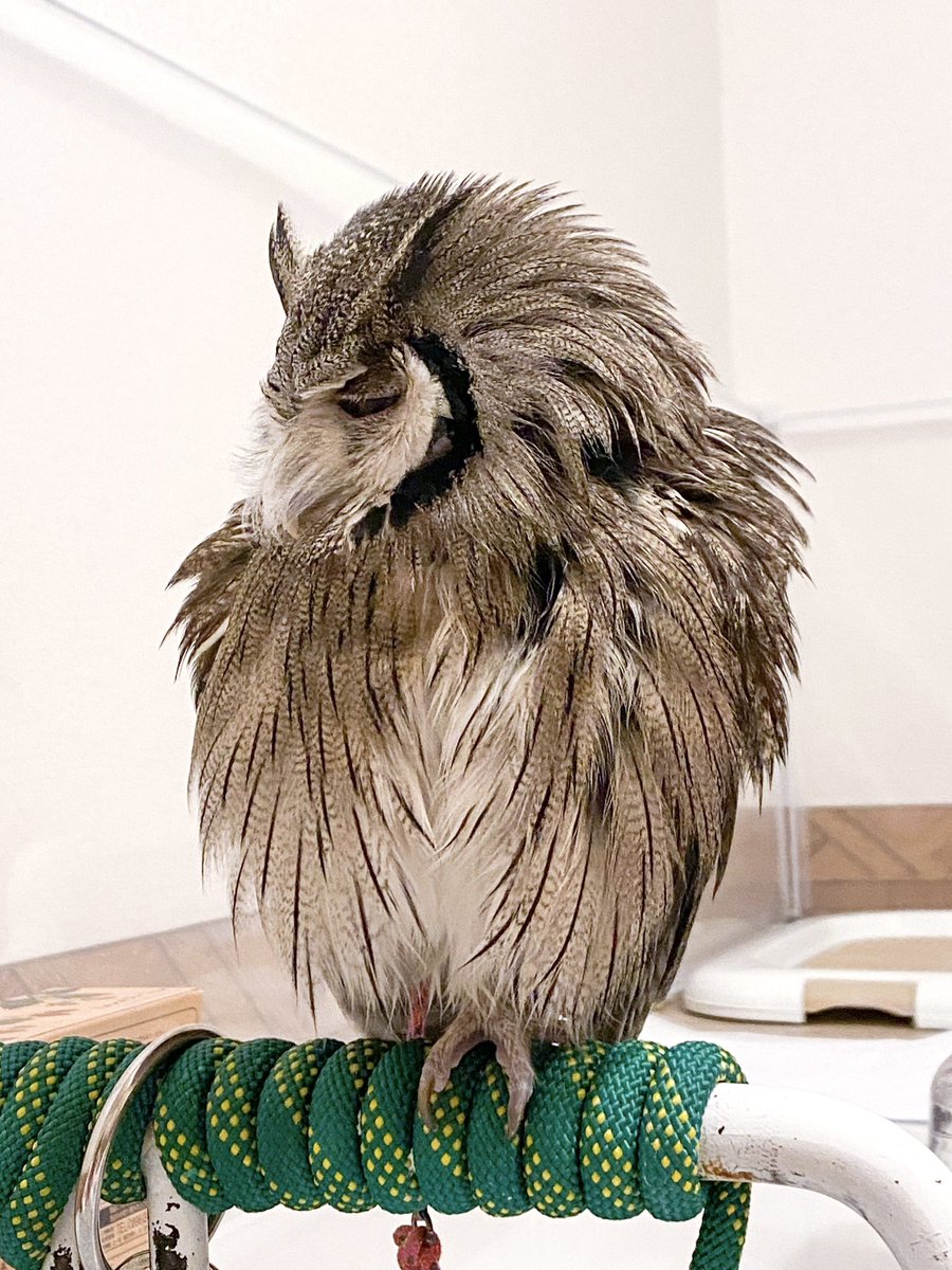 ショゲさん🚿
#アフリカオオコノハズク
#フクロウ #owl