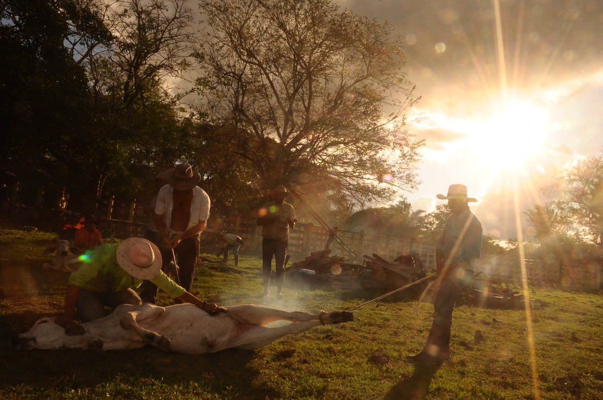 turismo_meta's tweet photo. Esta es una tierra de magia en la que puedes soñar y dejarte atrapar por las tradiciones llaneras. #LunesLlanero https://t.co/NGUGwfQa4c