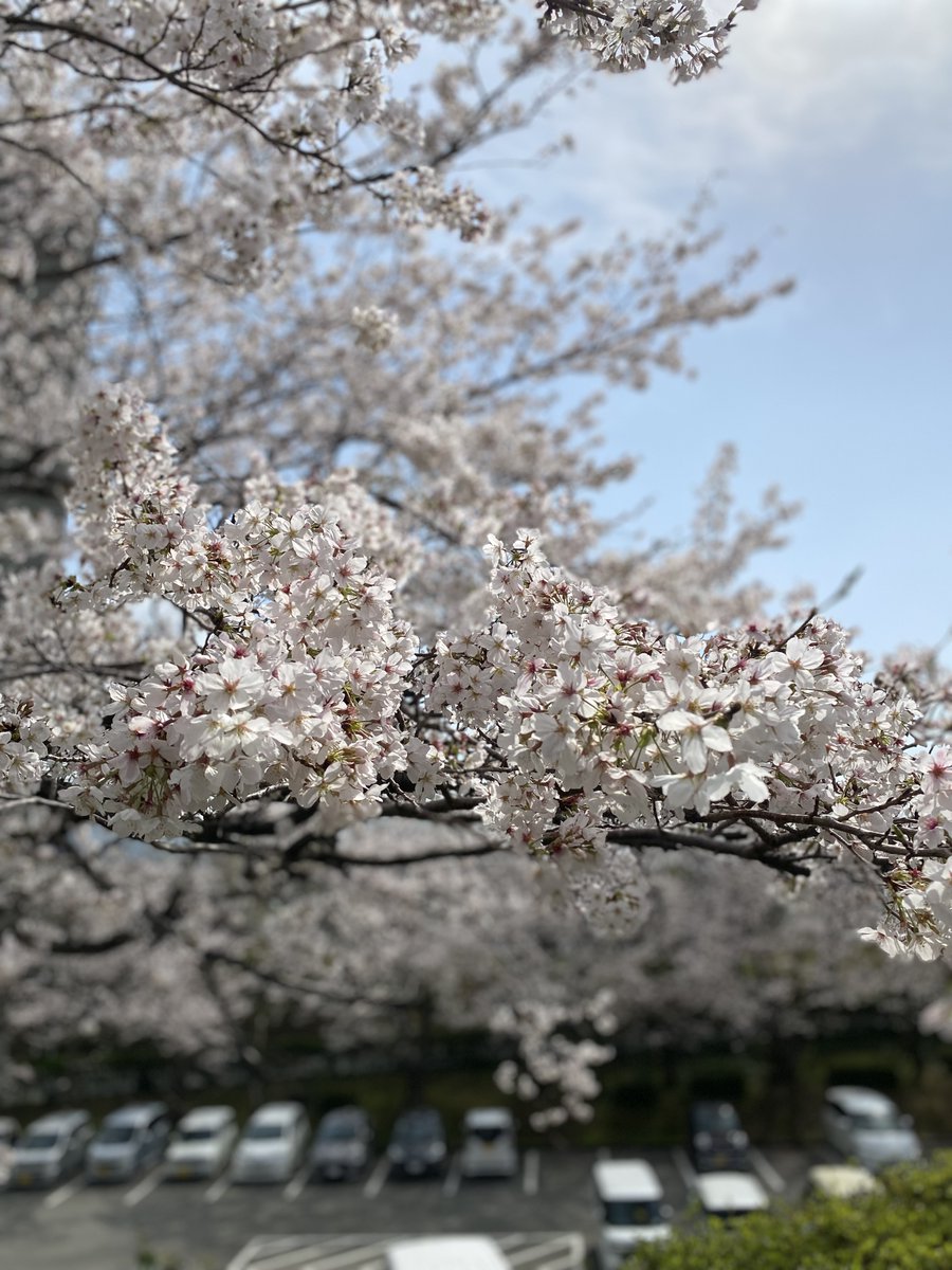 kurume_it's tweet photo. #さくらの日 #桜 #久留米工大 https://t.co/1KzcX8i8Fk