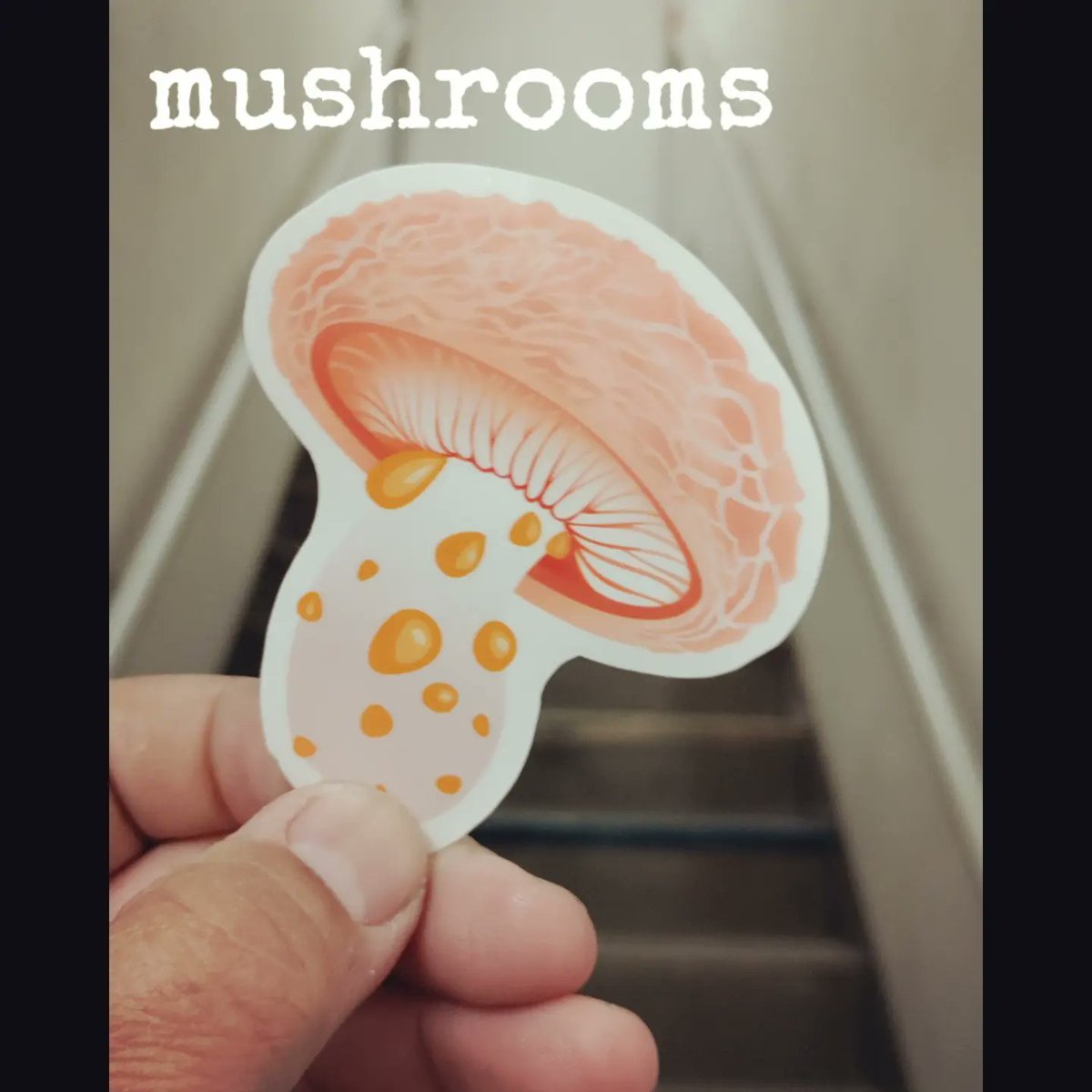 heystylus's tweet photo. I'm selling fungus stickers! This is the Wrinkled Peach Mushroom, Rhodotus Palmatus. Pick some up, and any others that catch your eye at https://t.co/l5RxR20d9x https://t.co/shF8U2Pkpi