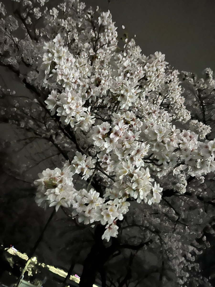 katsuyukidesu's tweet photo. あ、今年のさくら置いときますね🌸 https://t.co/StrrbFf2Cg