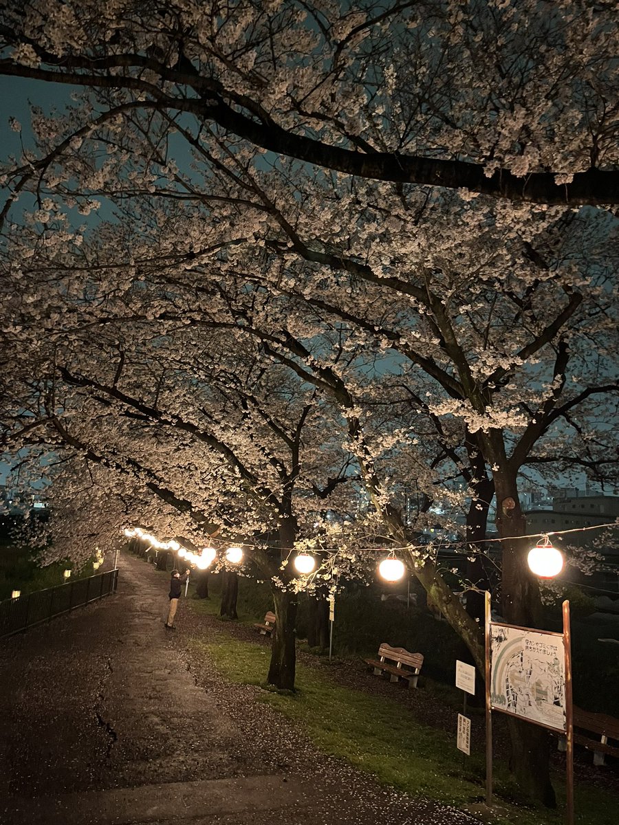 katsuyukidesu's tweet photo. あ、今年のさくら置いときますね🌸 https://t.co/StrrbFf2Cg