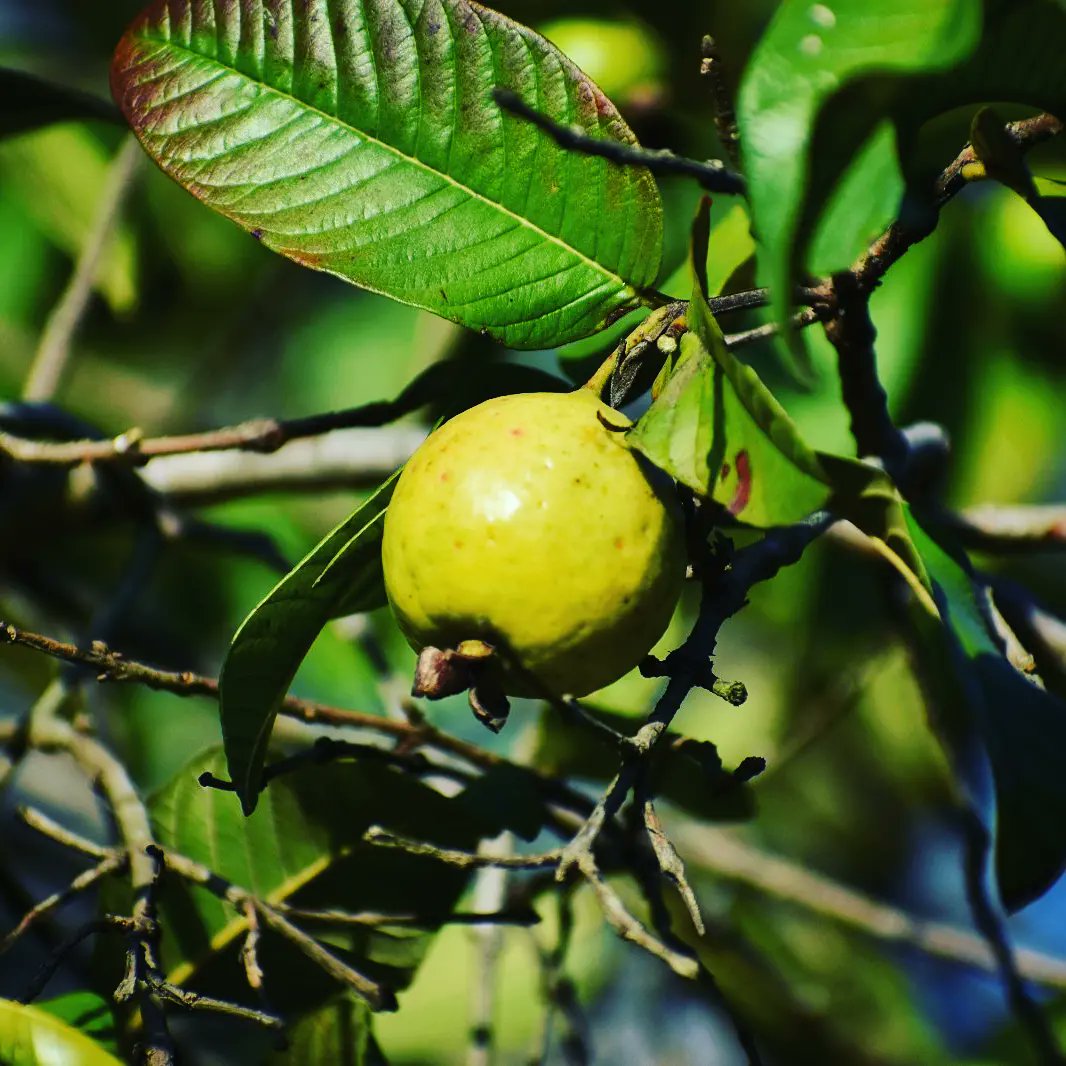 hbvirginiasrl's tweet photo. Hoy, en la Hacienda, iniciamos con la temporada de conservas de guayaba, nuestros clientes que disfrutaron el año pasado de esta exquisitez estarán de fiesta. El mejor sabor de esta bendita tierra en un dulcito.
#guayaba #guaba #mermeladas #mermeladadeguayaba #guabamarmalade https://t.co/PAyd8RQIdo