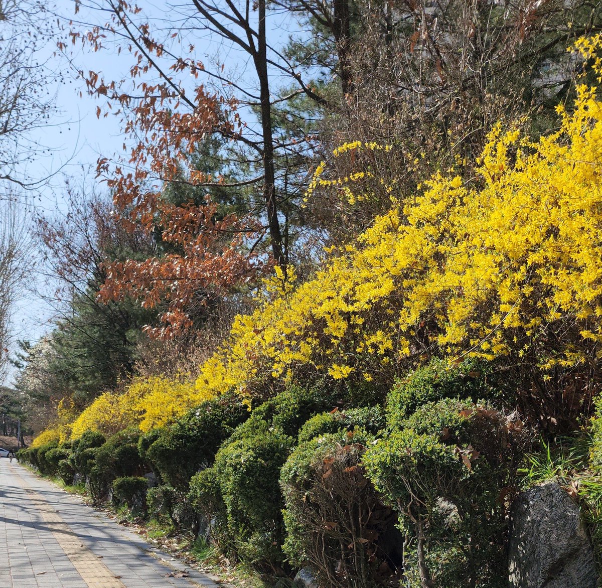 벚꽃받고 개나리 투척 🌸🌼
#준호버블