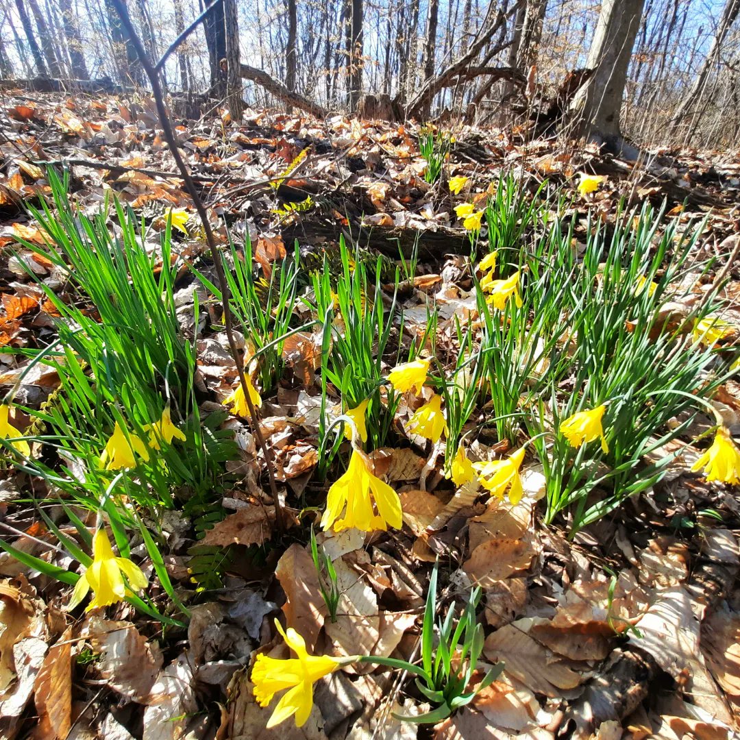 Went for a hike today, weather was gorgeous, unfortunately that last coldsnap we had made the flowers sad 😔