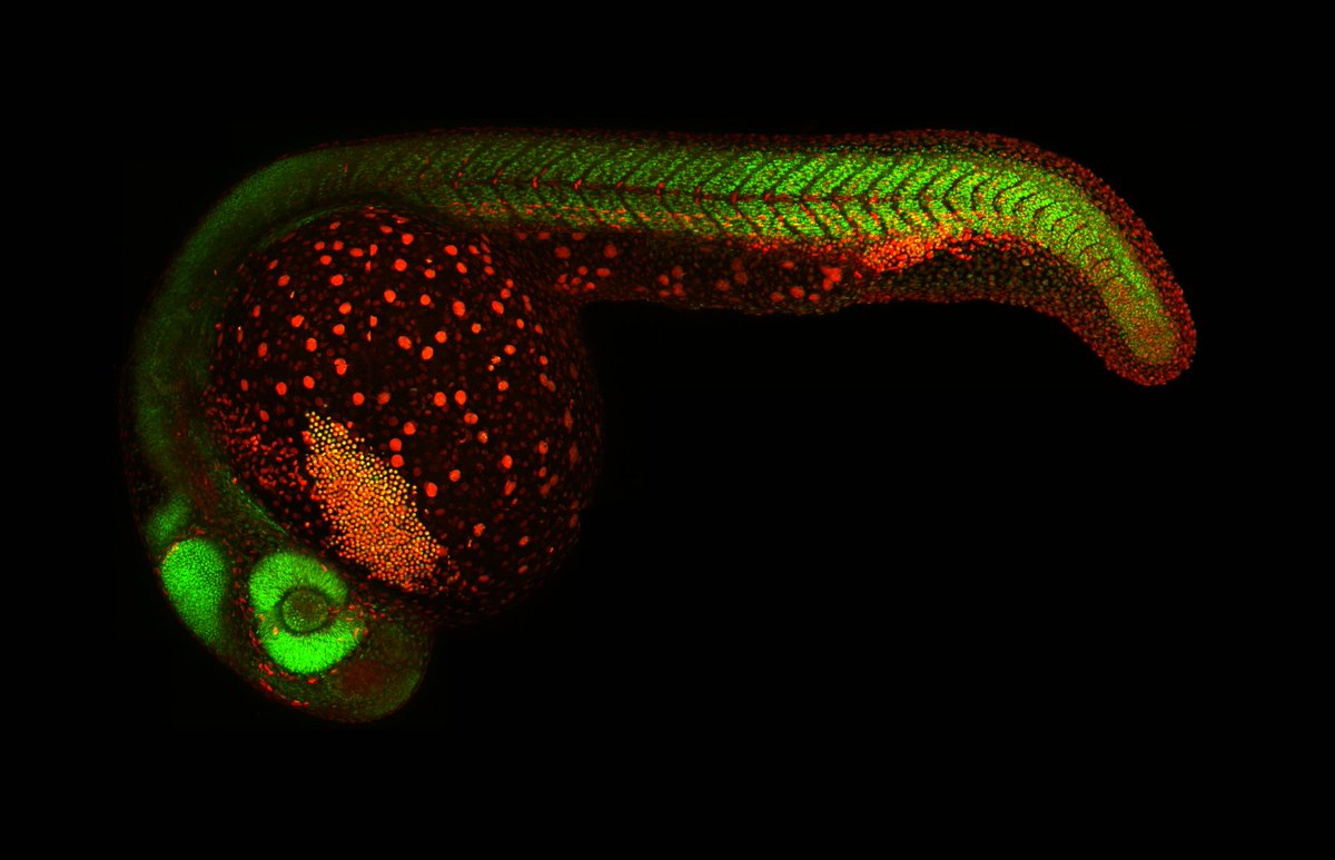 Kazuhide Shaun Okuda (@kazebrafish) on Twitter photo Happy to announce that I will be starting the Okuda lab <a href="/latrobe/">La Trobe University</a> <a href="/LIMSLTU/">La Trobe Institute for Molecular Science</a> <a href="/SABE_latrobe/">La Trobe Agriculture, Biomedicine & Environment</a> as Senior Lecturer/Senior Research Fellow! Thank you <a href="/BenjaminHogan13/">Ben Hogan</a> for the mentorship and support. I am recruiting a Research Assistant so please spread the word!
careers.pageuppeople.com/533/caw/en/job… Happy to announce that I will be starting the Okuda lab <a href="/latrobe/">La Trobe University</a> <a href="/LIMSLTU/">La Trobe Institute for Molecular Science</a> <a href="/SABE_latrobe/">La Trobe Agriculture, Biomedicine & Environment</a> as Senior Lecturer/Senior Research Fellow! Thank you <a href="/BenjaminHogan13/">Ben Hogan</a> for the mentorship and support. I am recruiting a Research Assistant so please spread the word!
careers.pageuppeople.com/533/caw/en/job…