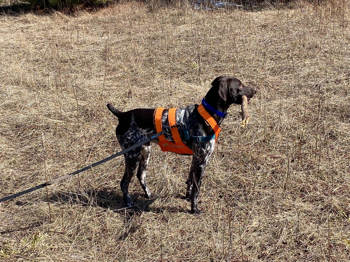 RugerTheGSP's tweet photo. Beautiful day for a run 🌤️🐶🤎🤍🤎 https://t.co/ZarKyNUIUL