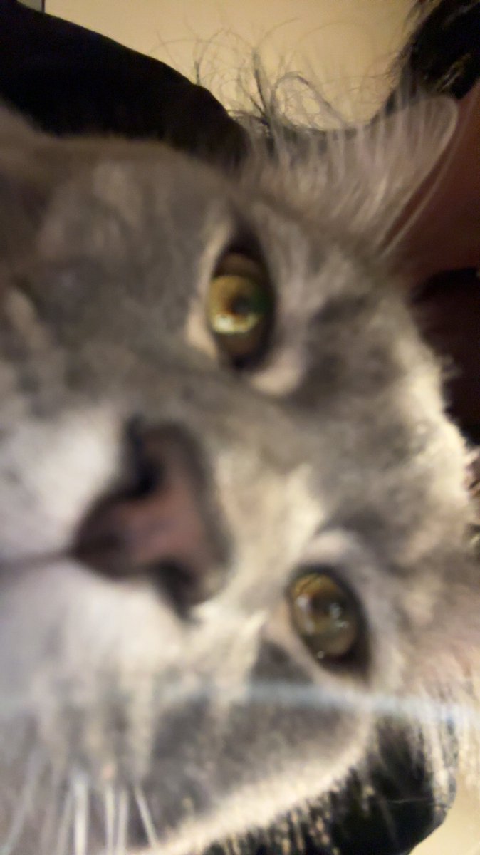 catluvr (@rllfntrnttrll) on Twitter photo 