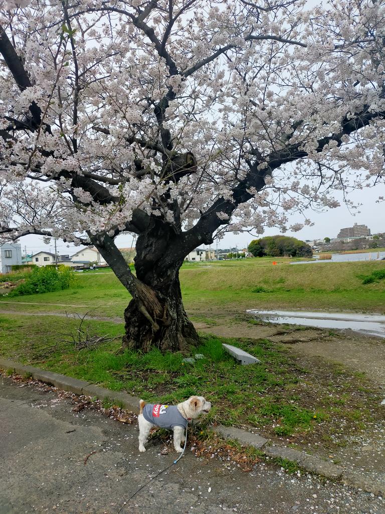 yoshi777coro's tweet photo. 久しぶりに青空の下佐鳴湖公園のお花見🌸🌸🌸を楽しみながらラッキーの散歩をしてきました🐾🐕☺️ https://t.co/jk6RVv5oe4