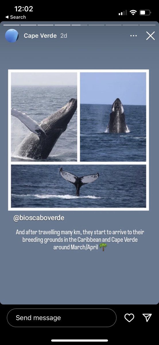 OnehealthNord's tweet image. Good luck to @HelenaGCosta of @WhaleExhale &amp;amp; @Norduniversitet as she leads our next field expedition in Cape Verde with the aim of #drone sampling #whale blow with @djimavicdrone #djimavic #whaleexhale #WomenInSTEM #marinemammals