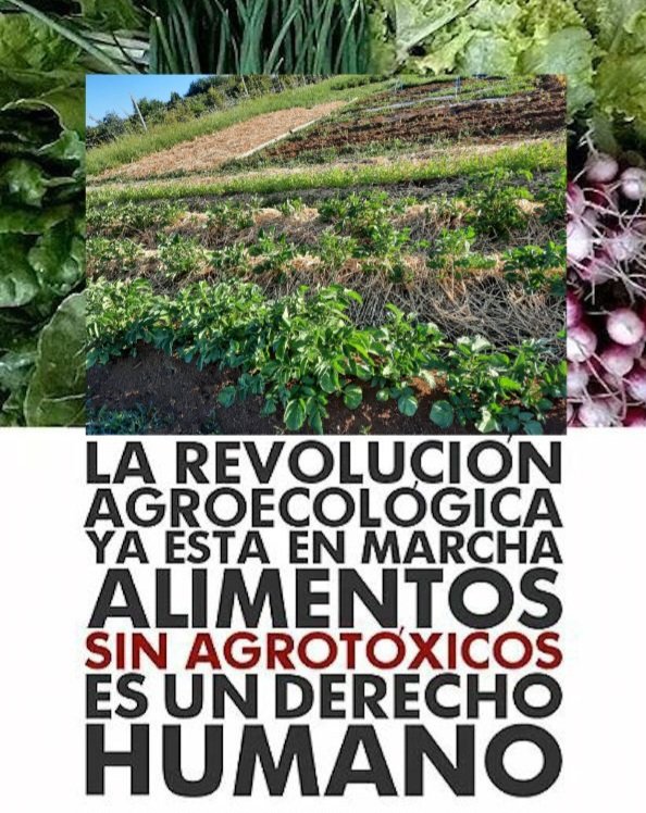 La #RevoluciónAgroEcologíca, ya está en Marcha, alimentos sin agrotóxicos, en #SuelosSaludables, con #AgriculturaRegenerativa para alimentar a los Pueblos.
#HuertosUrbanosyRurales  #AgroEcologica 

#SoberaniaAlimentaria
#EcoWiluz      #MujerHuertera      
#EcoFrevsUrbanoRural