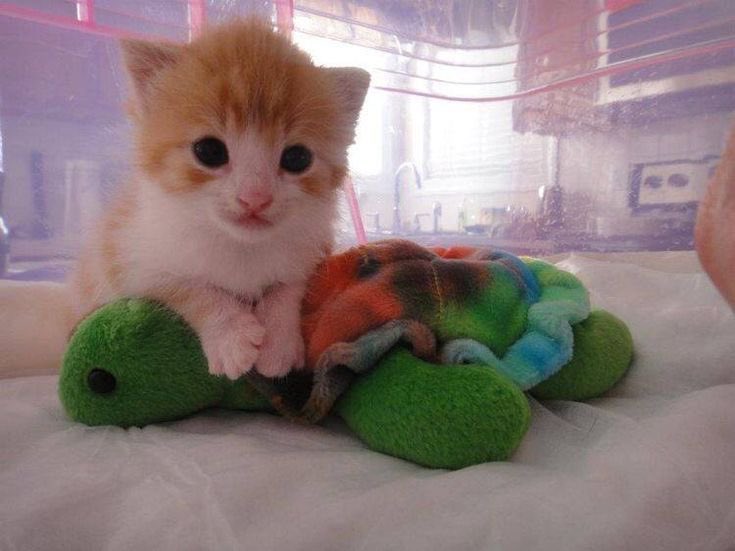 humtinyy's tweet image. tis is.. me  turtl..